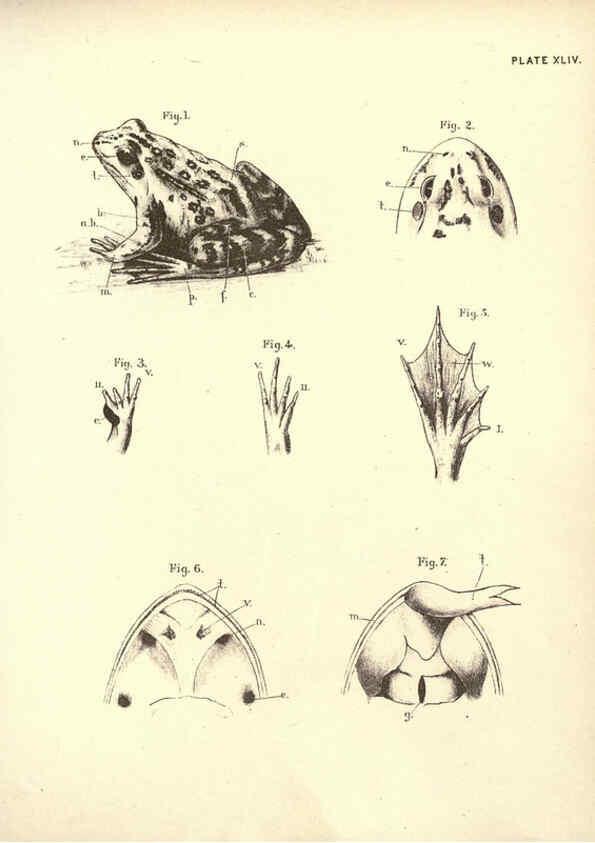 Reproducción/Reproduction 6254765498: Illustrations of zoology: invertebrates & vertebrates EdinburghY.J. Pentland,1889