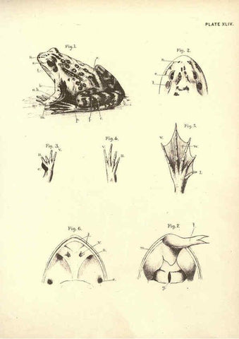 Reproducción/Reproduction 6254765498: Illustrations of zoology: invertebrates & vertebrates EdinburghY.J. Pentland,1889