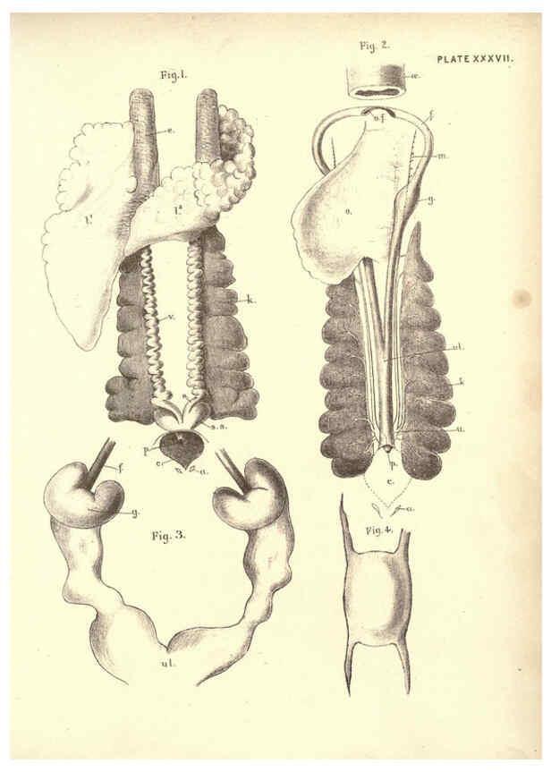 Reproducción/Reproduction 6254760884: Illustrations of zoology: invertebrates & vertebrates EdinburghY.J. Pentland,1889