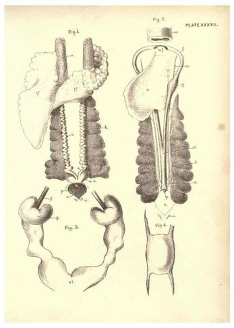 Reproducción/Reproduction 6254760884: Illustrations of zoology: invertebrates & vertebrates EdinburghY.J. Pentland,1889