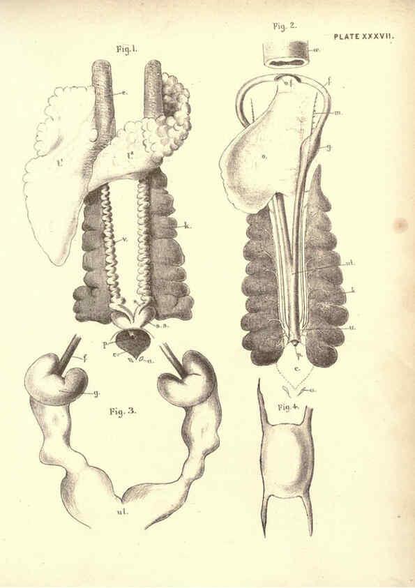 Reproducción/Reproduction 6254760884: Illustrations of zoology: invertebrates & vertebrates EdinburghY.J. Pentland,1889