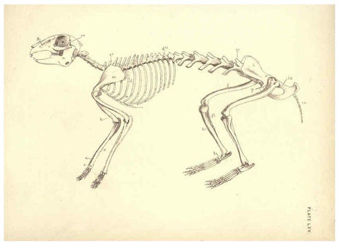 Reproducción/Reproduction 6254771256: Illustrations of zoology: invertebrates & vertebrates EdinburghY.J. Pentland,1889