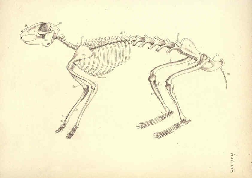 Reproducción/Reproduction 6254771256: Illustrations of zoology: invertebrates & vertebrates EdinburghY.J. Pentland,1889