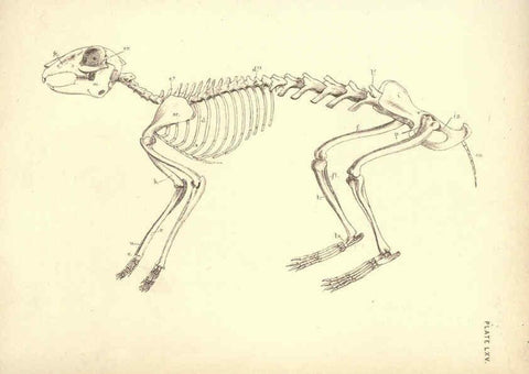 Reproducción/Reproduction 6254771256: Illustrations of zoology: invertebrates & vertebrates EdinburghY.J. Pentland,1889