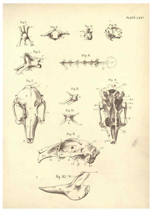 Reproducción/Reproduction 6254771508: Illustrations of zoology: invertebrates & vertebrates EdinburghY.J. Pentland,1889