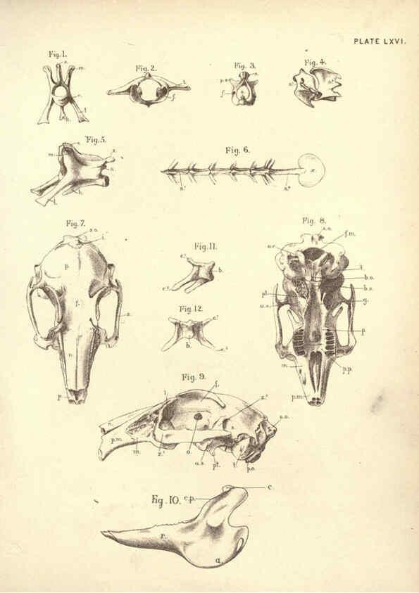 Reproducción/Reproduction 6254771508: Illustrations of zoology: invertebrates & vertebrates EdinburghY.J. Pentland,1889