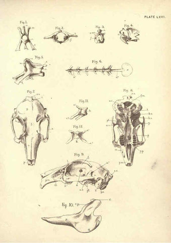 Reproducción/Reproduction 6254771508: Illustrations of zoology: invertebrates & vertebrates EdinburghY.J. Pentland,1889