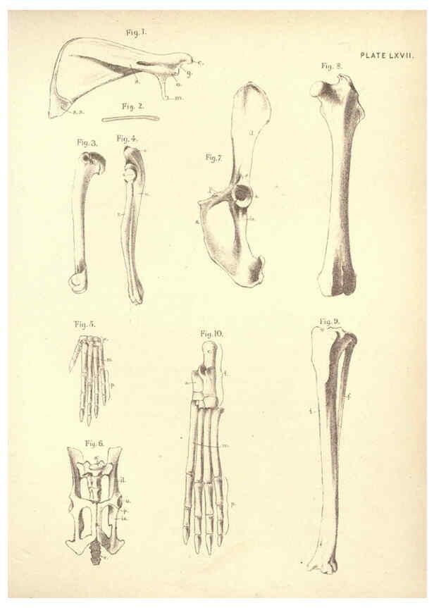 Reproducción/Reproduction 6254771706: Illustrations of zoology: invertebrates & vertebrates EdinburghY.J. Pentland,1889