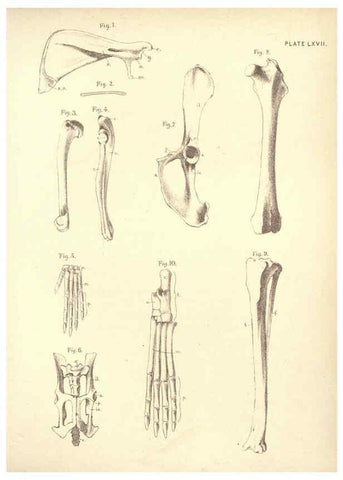 Reproducción/Reproduction 6254771706: Illustrations of zoology: invertebrates & vertebrates EdinburghY.J. Pentland,1889