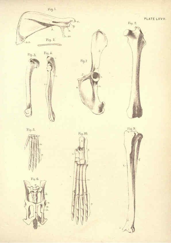 Reproducción/Reproduction 6254771706: Illustrations of zoology: invertebrates & vertebrates EdinburghY.J. Pentland,1889