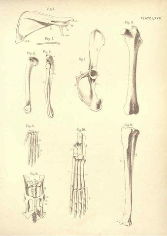 Reproducción/Reproduction 6254771706: Illustrations of zoology: invertebrates & vertebrates EdinburghY.J. Pentland,1889
