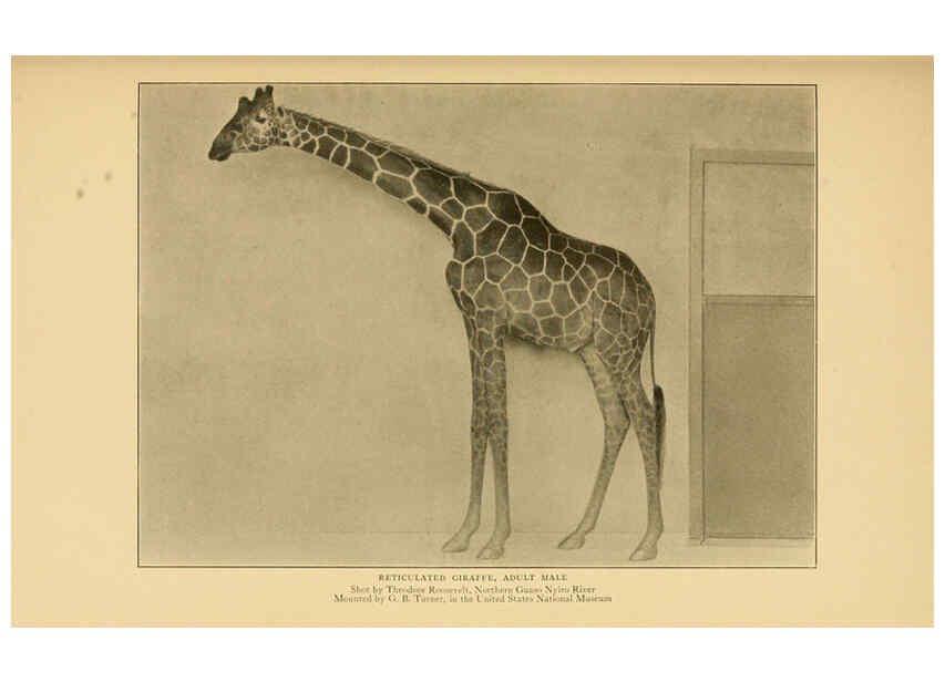 Reproducción/Reproduction 6254336861: Life-histories of African game animals New York,C. Scribner's Sons,1914