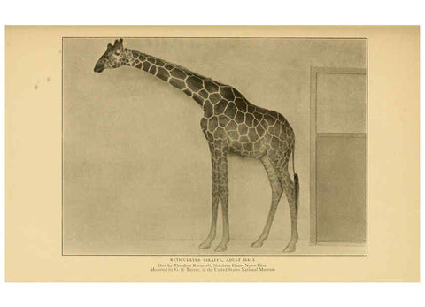 Reproducción/Reproduction 6254336861: Life-histories of African game animals New York,C. Scribner's Sons,1914