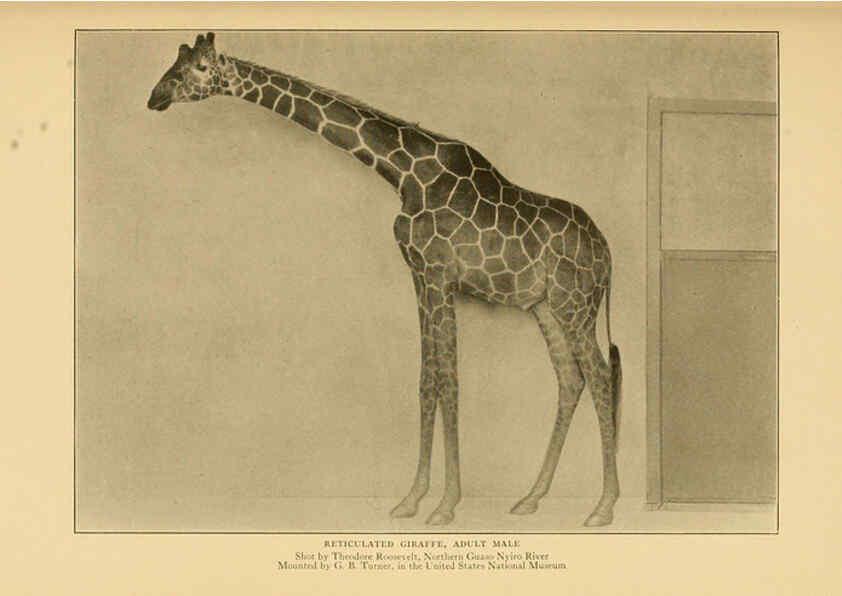 Reproducción/Reproduction 6254336861: Life-histories of African game animals New York,C. Scribner's Sons,1914