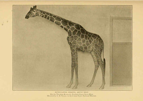 Reproducción/Reproduction 6254336861: Life-histories of African game animals New York,C. Scribner's Sons,1914