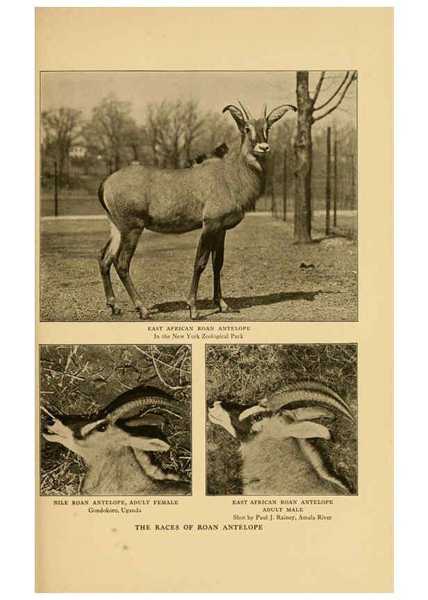 Reproducción/Reproduction 6254337291: Life-histories of African game animals New York,C. Scribner's Sons,1914