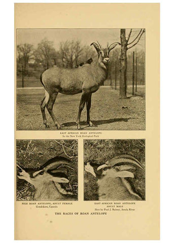 Reproducción/Reproduction 6254337291: Life-histories of African game animals New York,C. Scribner's Sons,1914