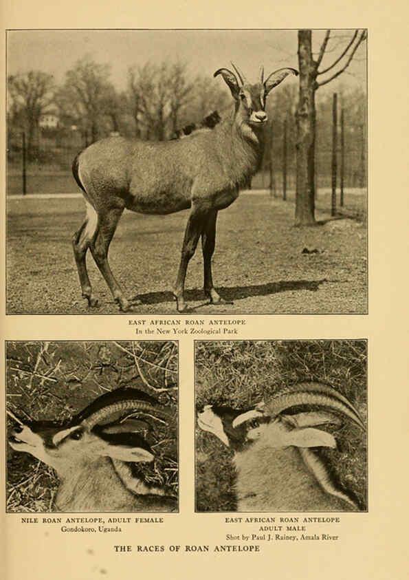 Reproducción/Reproduction 6254337291: Life-histories of African game animals New York,C. Scribner's Sons,1914