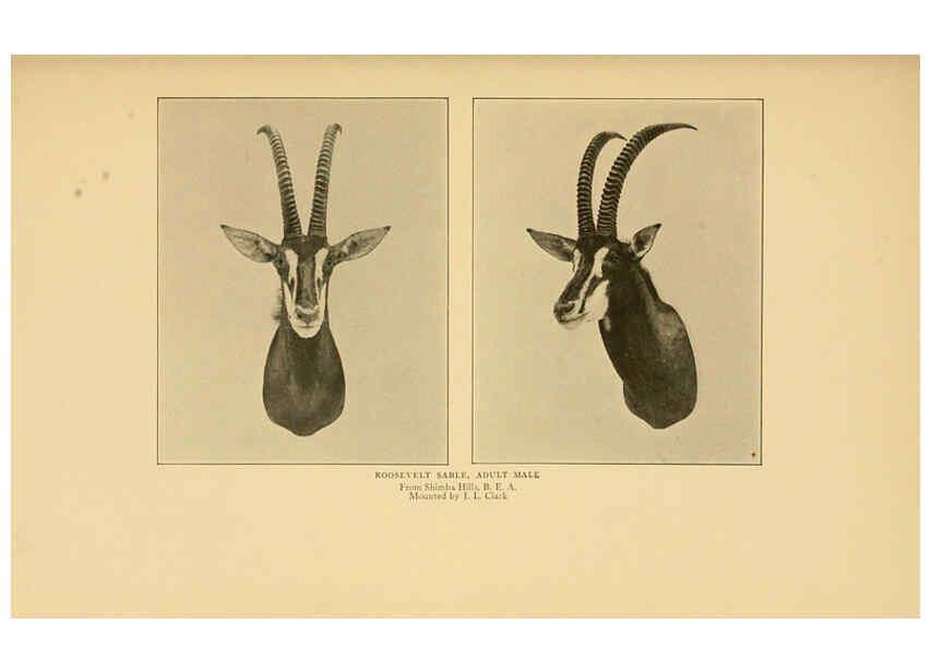 Reproducción/Reproduction 6254868928: Life-histories of African game animals New York,C. Scribner's Sons,1914