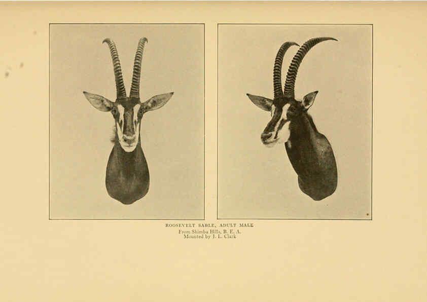 Reproducción/Reproduction 6254868928: Life-histories of African game animals New York,C. Scribner's Sons,1914