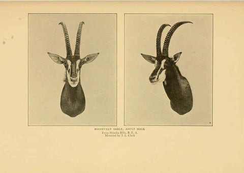Reproducción/Reproduction 6254868928: Life-histories of African game animals New York,C. Scribner's Sons,1914