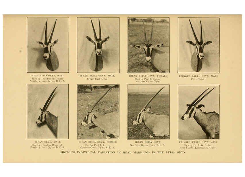 Reproducción/Reproduction 6254869242: Life-histories of African game animals New York,C. Scribner's Sons,1914