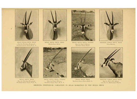 Reproducción/Reproduction 6254869242: Life-histories of African game animals New York,C. Scribner's Sons,1914