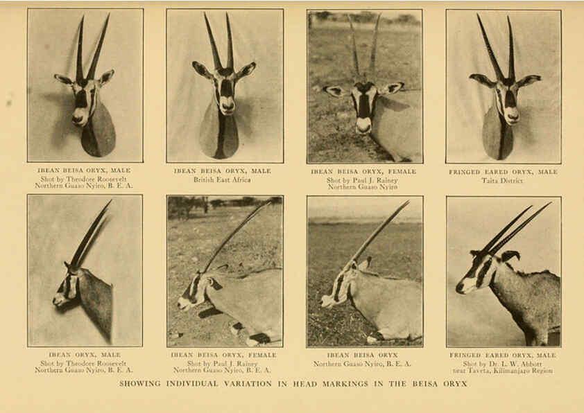 Reproducción/Reproduction 6254869242: Life-histories of African game animals New York,C. Scribner's Sons,1914