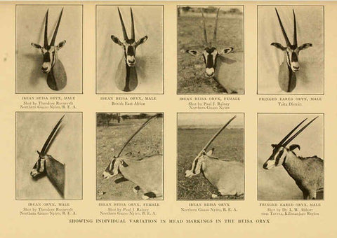 Reproducción/Reproduction 6254869242: Life-histories of African game animals New York,C. Scribner's Sons,1914