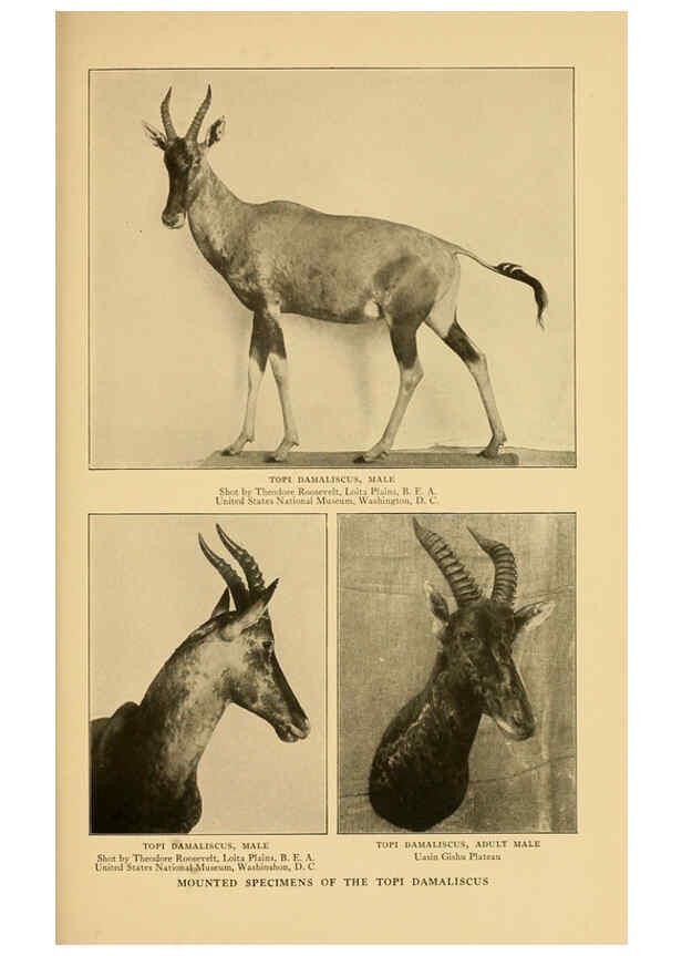 Reproducción/Reproduction 6254869670: Life-histories of African game animals New York,C. Scribner's Sons,1914