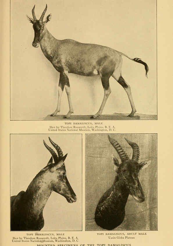 Reproducción/Reproduction 6254869670: Life-histories of African game animals New York,C. Scribner's Sons,1914