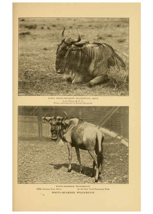 Reproducción/Reproduction 6254340293: Life-histories of African game animals New York,C. Scribner's Sons,1914