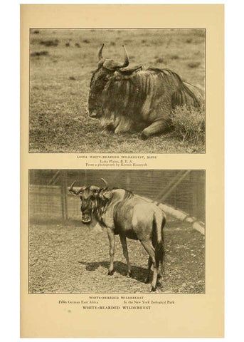 Reproducción/Reproduction 6254340293: Life-histories of African game animals New York,C. Scribner's Sons,1914