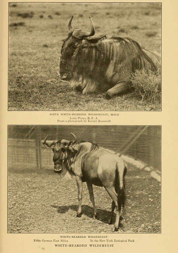 Reproducción/Reproduction 6254340293: Life-histories of African game animals New York,C. Scribner's Sons,1914