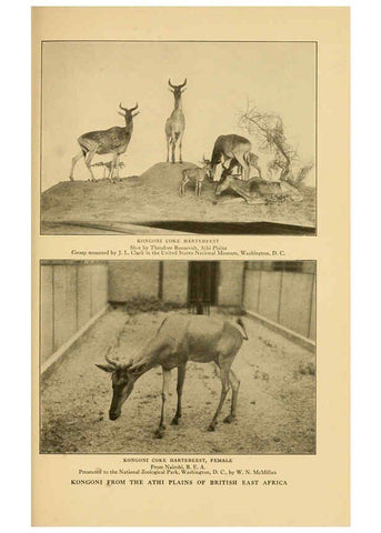 Reproducción/Reproduction 6254340675: Life-histories of African game animals New York,C. Scribner's Sons,1914
