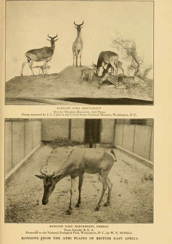 Reproducción/Reproduction 6254340675: Life-histories of African game animals New York,C. Scribner's Sons,1914