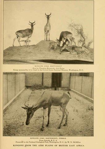 Reproducción/Reproduction 6254340675: Life-histories of African game animals New York,C. Scribner's Sons,1914