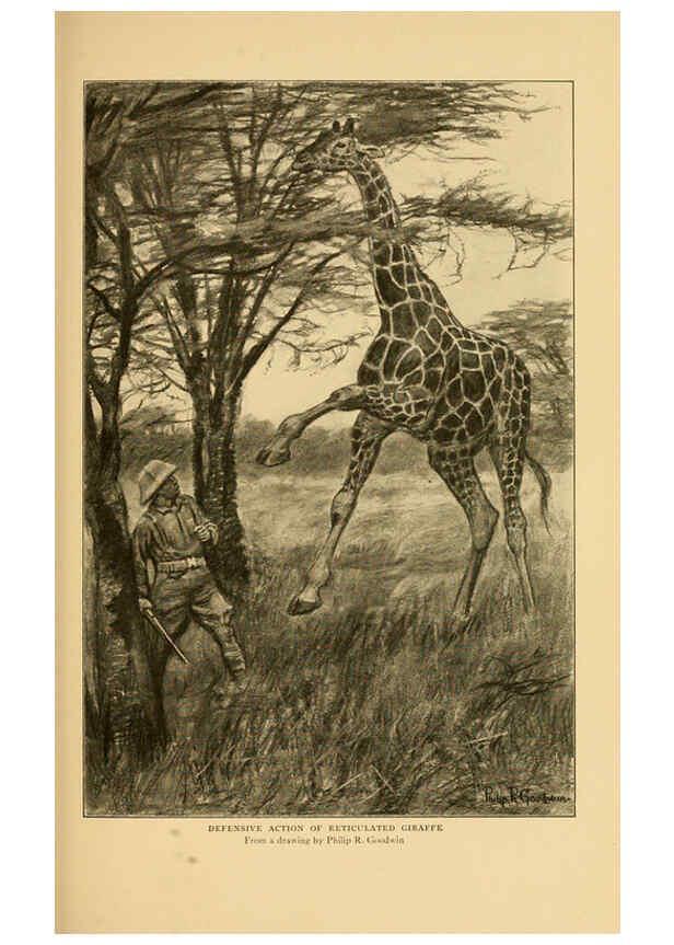 Reproducción/Reproduction 6254336411: Life-histories of African game animals New York,C. Scribner's Sons,1914