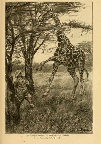 Reproducción/Reproduction 6254336411: Life-histories of African game animals New York,C. Scribner's Sons,1914