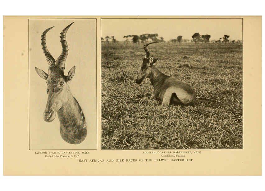 Reproducción/Reproduction 6254872220: Life-histories of African game animals New York,C. Scribner's Sons,1914