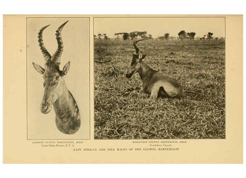 Reproducción/Reproduction 6254872220: Life-histories of African game animals New York,C. Scribner's Sons,1914