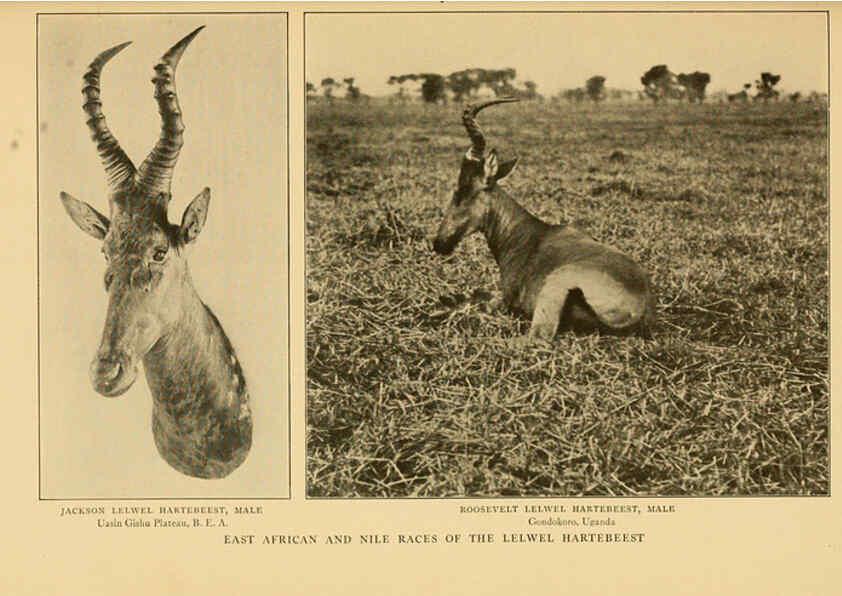 Reproducción/Reproduction 6254872220: Life-histories of African game animals New York,C. Scribner's Sons,1914