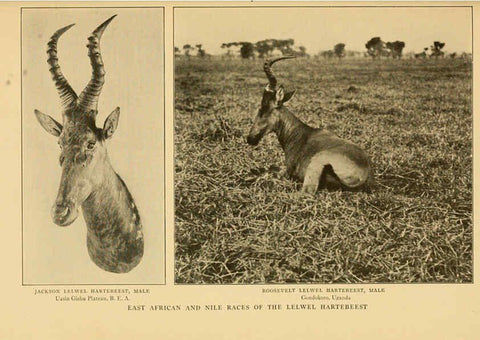 Reproducción/Reproduction 6254872220: Life-histories of African game animals New York,C. Scribner's Sons,1914