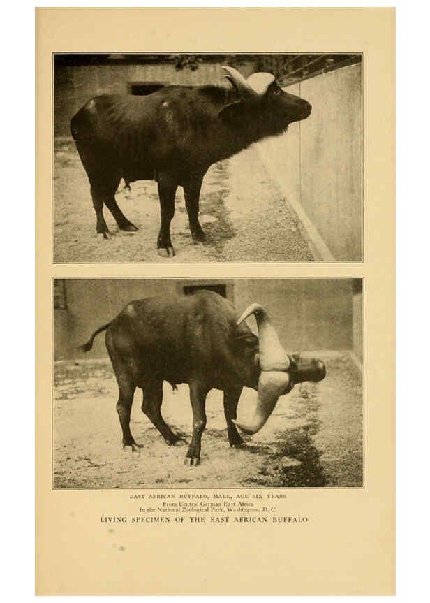 Reproducción/Reproduction 6254341857: Life-histories of African game animals New York,C. Scribner's Sons,1914