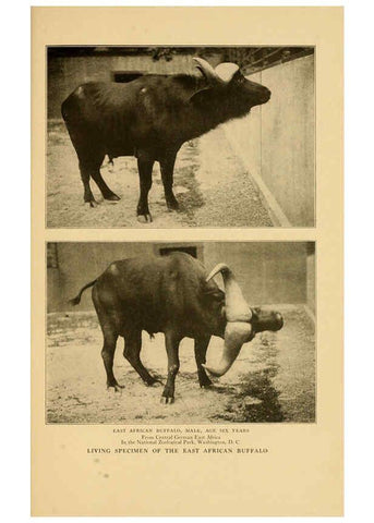 Reproducción/Reproduction 6254341857: Life-histories of African game animals New York,C. Scribner's Sons,1914