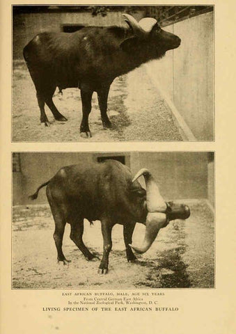 Reproducción/Reproduction 6254341857: Life-histories of African game animals New York,C. Scribner's Sons,1914