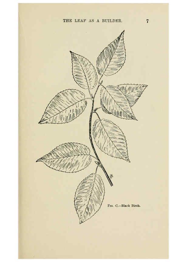 Reproducción/Reproduction 6254414699: Familiar trees and their leaves New York D. Appleton 1911 