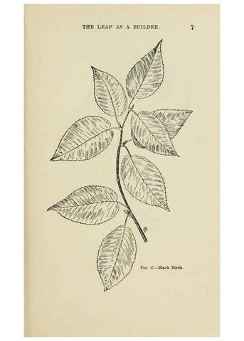 Reproducción/Reproduction 6254414699: Familiar trees and their leaves New York D. Appleton 1911 