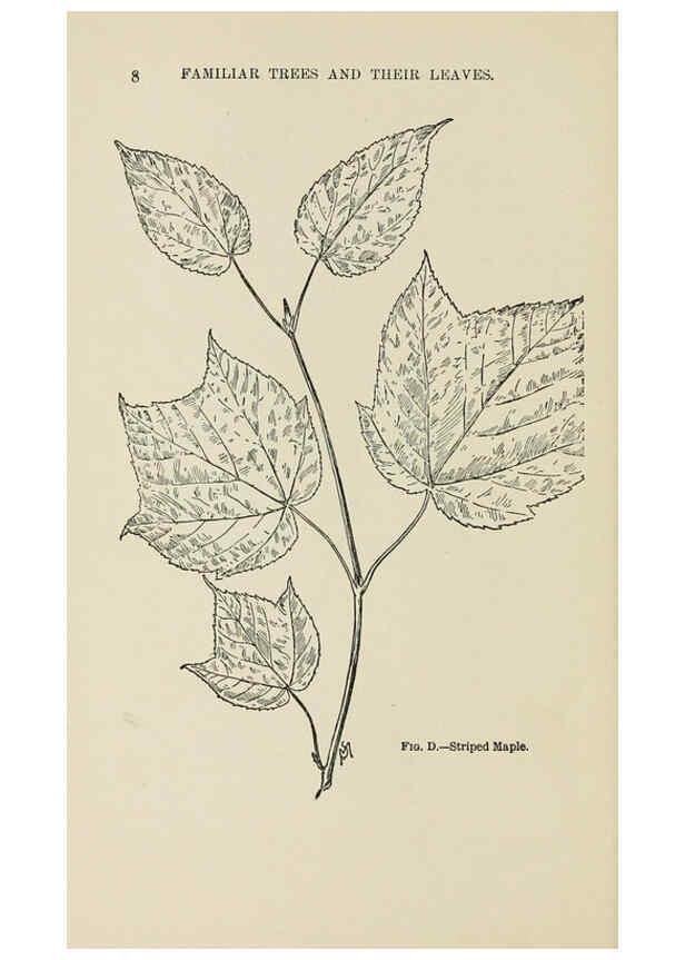 Reproducción/Reproduction 6254414951: Familiar trees and their leaves New York D. Appleton 1911 