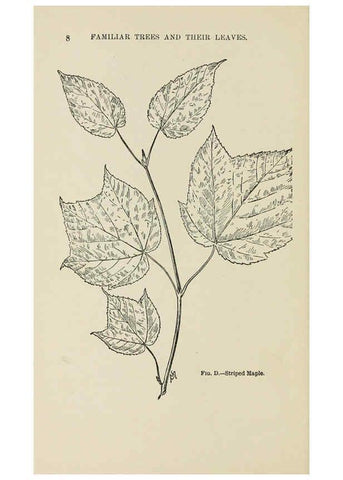 Reproducción/Reproduction 6254414951: Familiar trees and their leaves New York D. Appleton 1911 